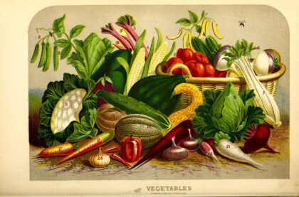 plants de tomates potager