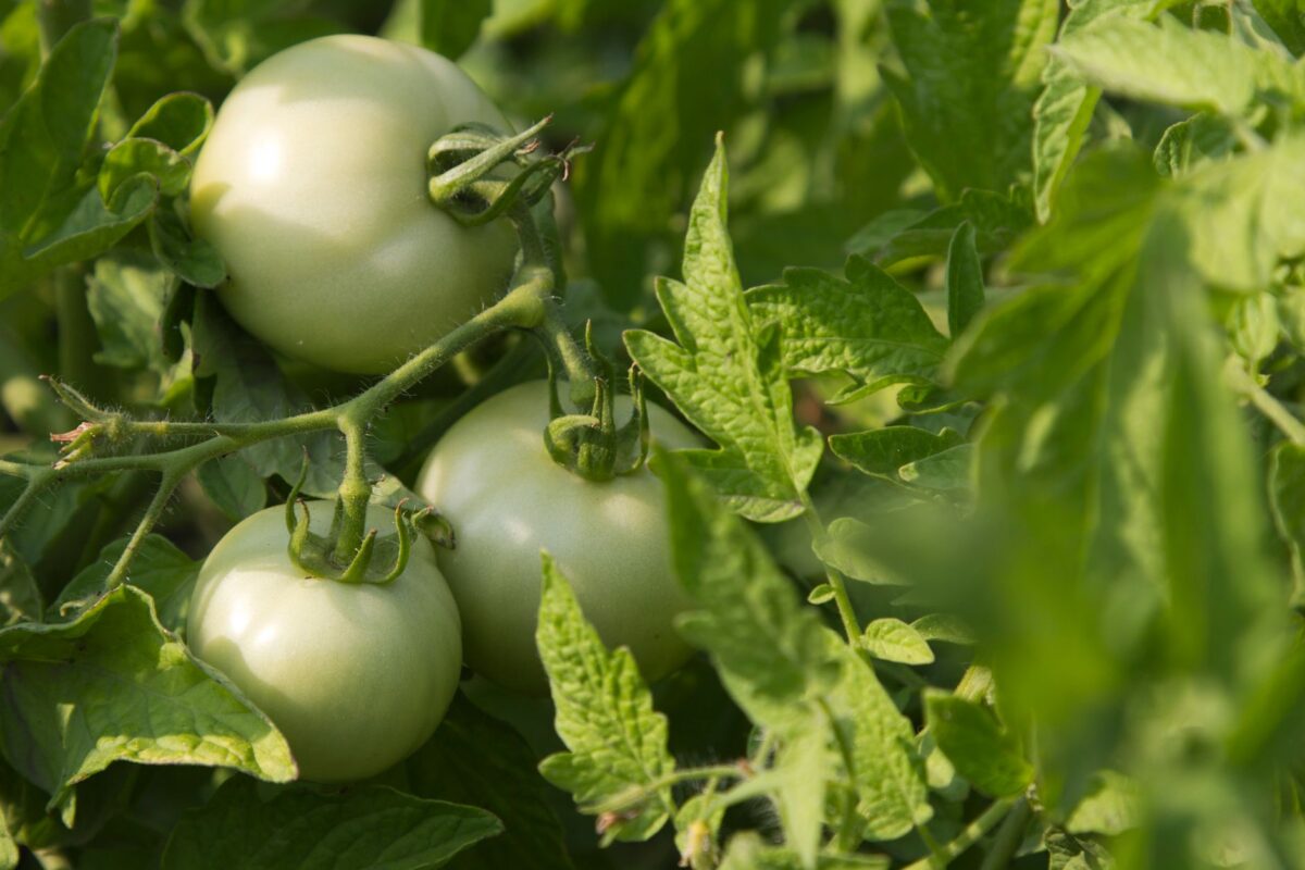 pucerons tomates feuille