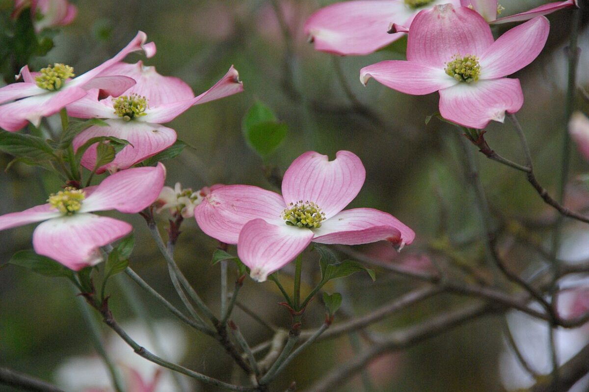 arbre fleur rose