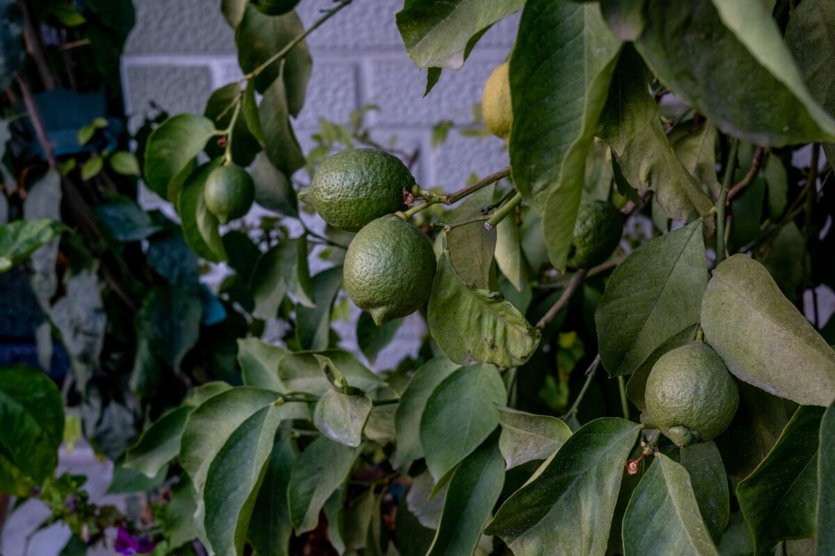 citronnier en pot taille