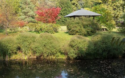 jardin japonais plantes