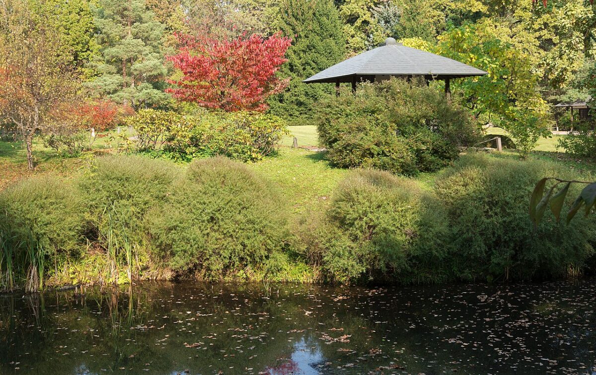 jardin japonais plantes