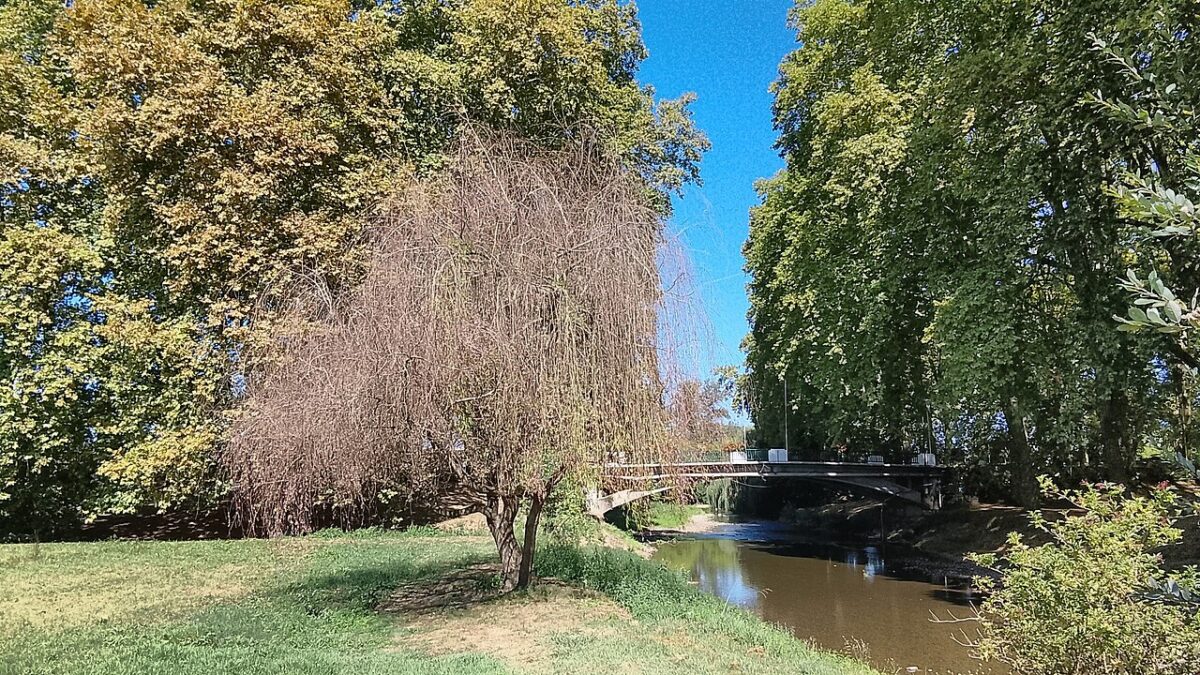 saule pleureur taille