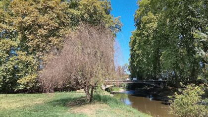 saule pleureur taille