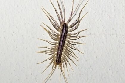 Scutigère véloce aux longues pattes fines posée sur un mur de salle de bain