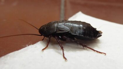 Petit insecte noir rond observé sur un mur dans une maison