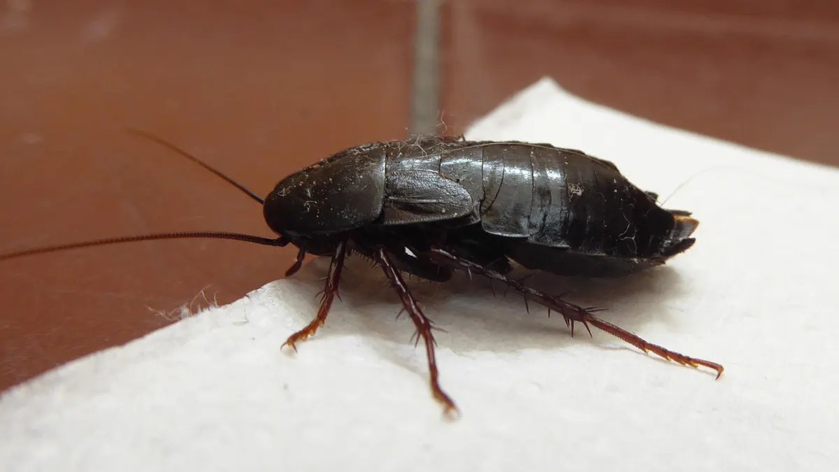 Petit insecte noir rond observé sur un mur dans une maison